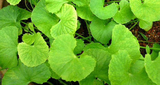 centella