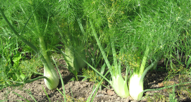 fennel